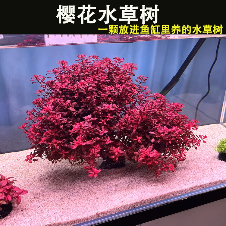 水下樱花水草树沉木草红色水草增氧水培净化成品场景鱼缸造景植物