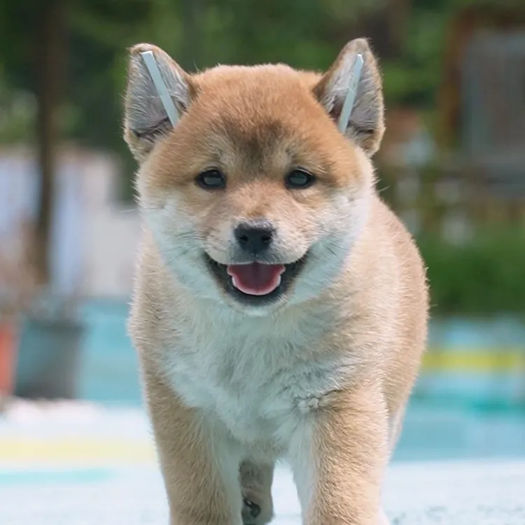 0517拍摄7号柴犬狗狗幼犬弟弟①5.21