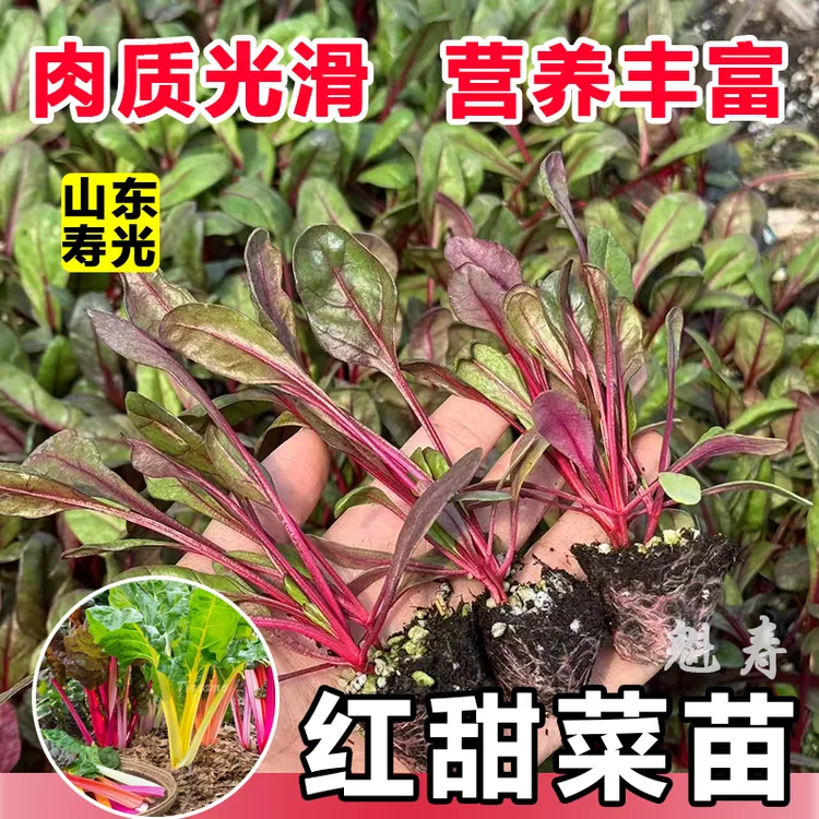 红叶甜菜苗秧苗四季高产多茬采收红梗甜菜补血菜金叶甜菜种子高甜