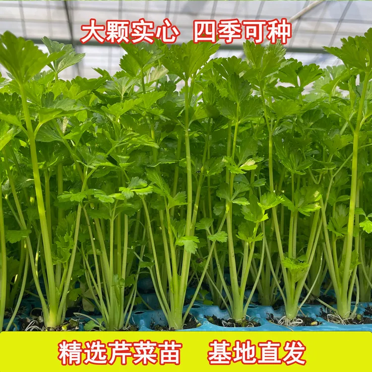 四季可种大肉西芹秧苗子阳台盆栽食用芹菜秧苗耐寒芹菜苗基地直发