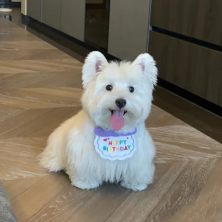 迦亿西高地白梗幼犬纯种活体双血统宠物狗软毛网红犬爆毛熊版