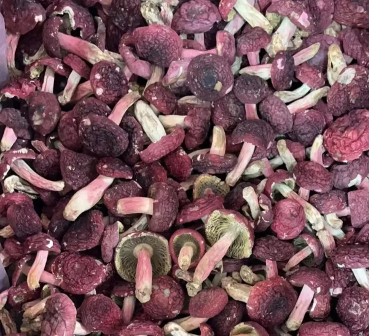 【标菇】伏牛山甄选红菇不开伞月子菇煲汤营养美味