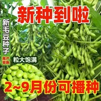 九月寒毛豆种子春夏秋季香嫩大荚毛豆籽大豆黄豆种子四季蔬菜种子