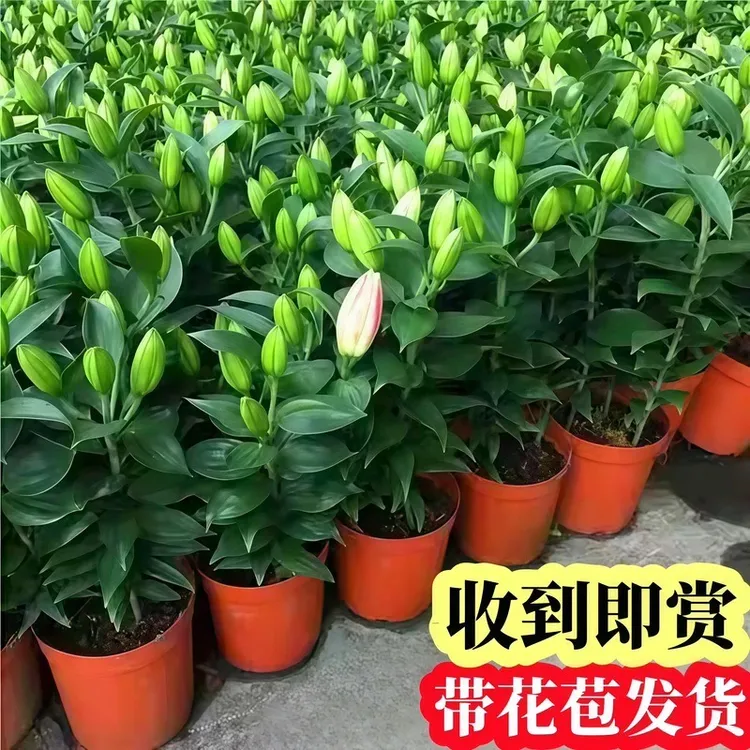 百合花盆栽带花苞室内浓香型花卉客厅香水百合鲜花植物阳台盆景花