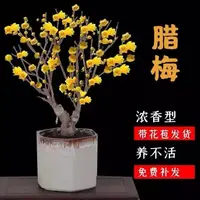 【带花苞】原生腊梅花红梅花卉盆栽耐寒耐热浓香型庭院阳台植物好养