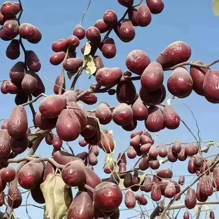 大枣二级原生态树上自然吊干产地224团直发