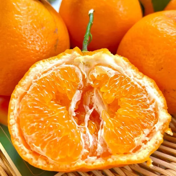 正宗四川春见耙耙柑新鲜现摘皮薄肉厚多汁香甜水果
