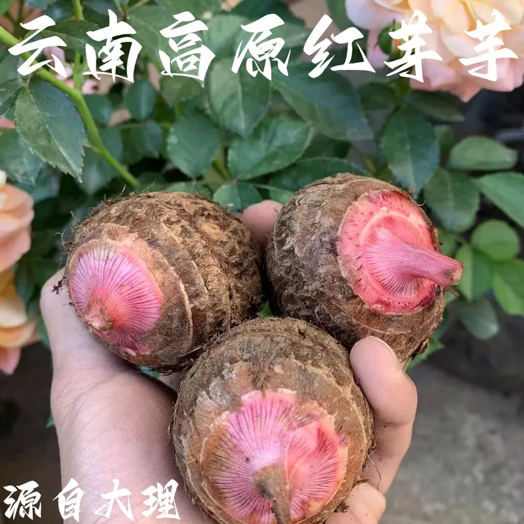云南高原红芽芋头 农家自种小香芋仔手挑精品粉糯芋艿3斤/5斤/9斤