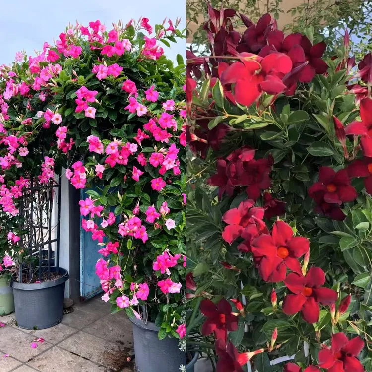 大盆飘香藤【颜色自选】5加仑盆栽花卉花期长多年生庭院爬藤植物