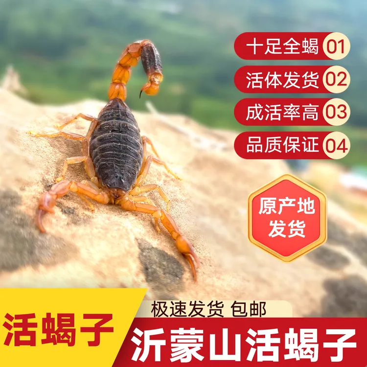 活蝎子沂蒙十足全蝎礼品超大活体泡酒油炸宠物观赏懒人饲养