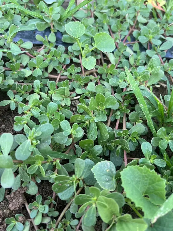河南新鲜马齿笕野菜现挖马蜂菜无添加剂无农药农家肥蚂蚱菜
