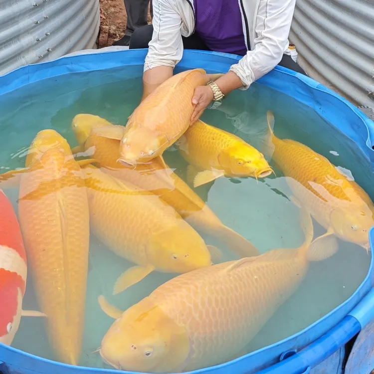 锦鲤 观赏鱼 土塘寄养到26年10-11月芒果小西芥子65-70厘米交付