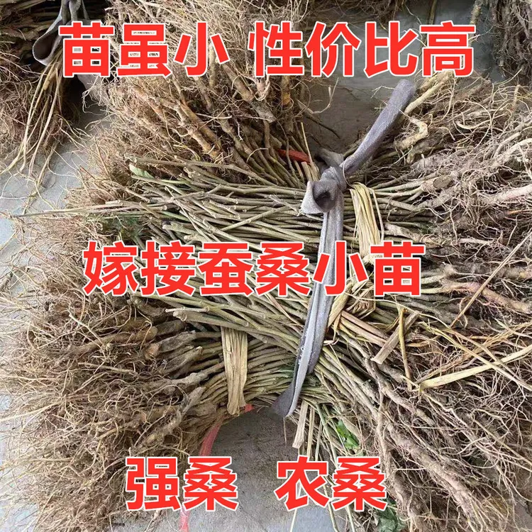 嫁接养蚕桑树强桑 1 号农桑 14 号特大桑叶养蚕专用桑苗批发