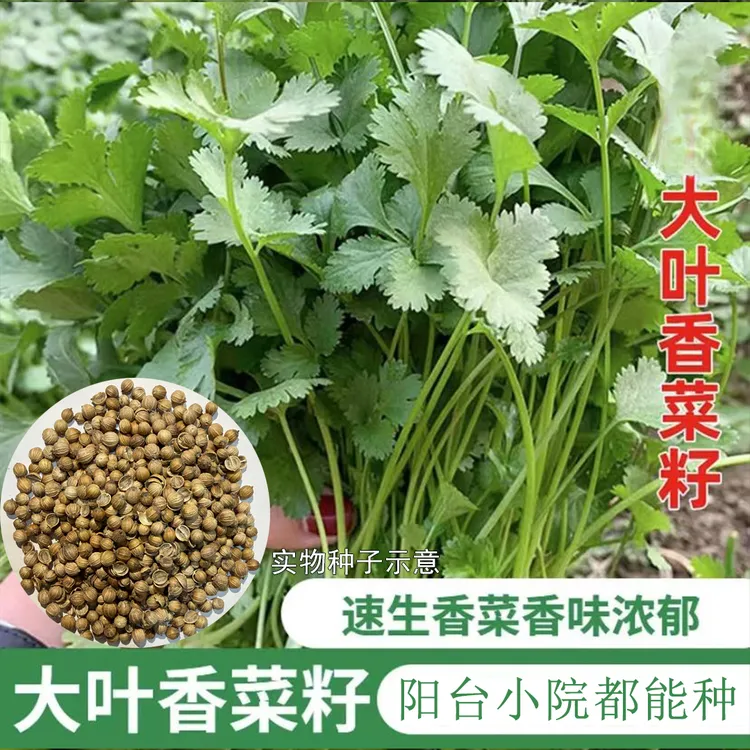 【大叶香菜种子】速生香菜种子大叶耐热耐抽苔农家蔬菜种籽商品图