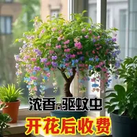 【驱蚊虫】四季蝴蝶开花绿植金丝盆栽室内外阳台庭院浓香驱蚊蝴蝶