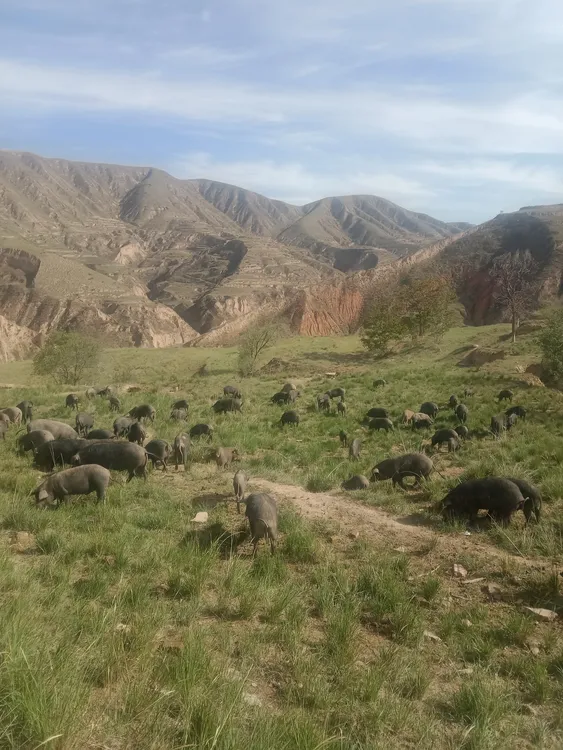 大山里的跑山猪 前腿肉 可适合煲汤红烧冷链直发