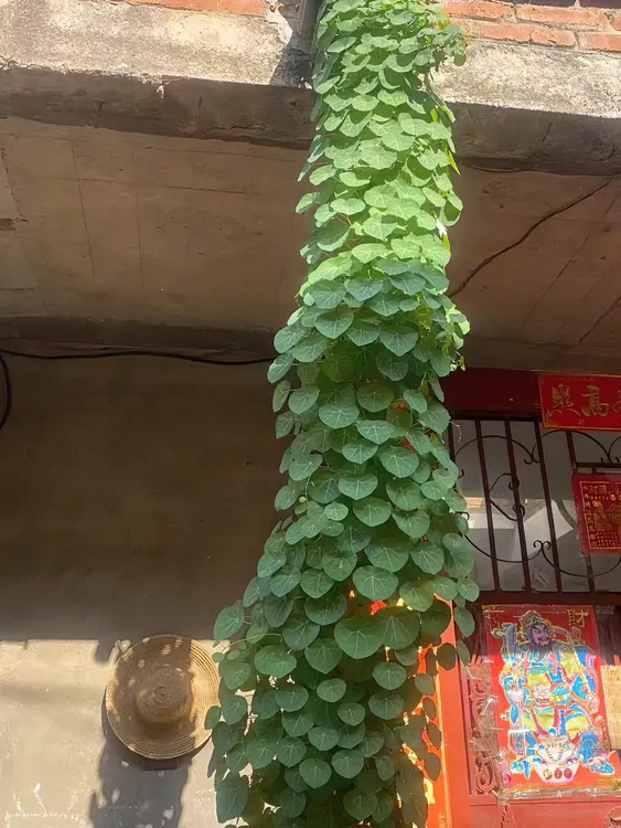 山乌龟金不换爬藤植物可土培可水培适合室内外装饰