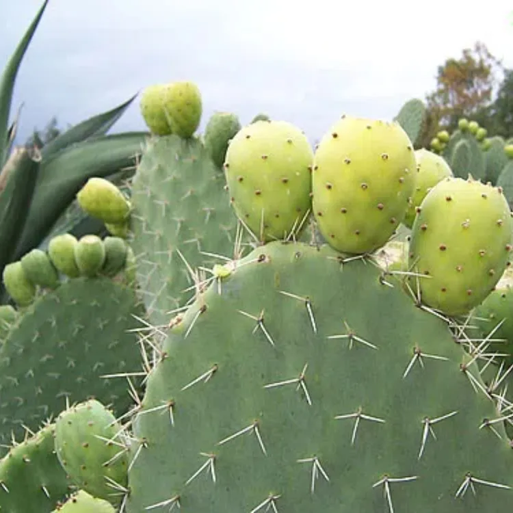 水晶仙人掌种植叶片基地直发稀有品种绿植盆栽
