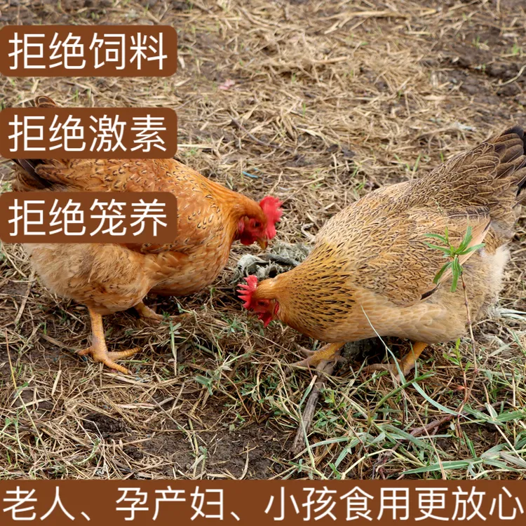 （黄油老母鸡2只）苏北散养黑脚黄油老母鸡2只净重5-6斤（不土可退）