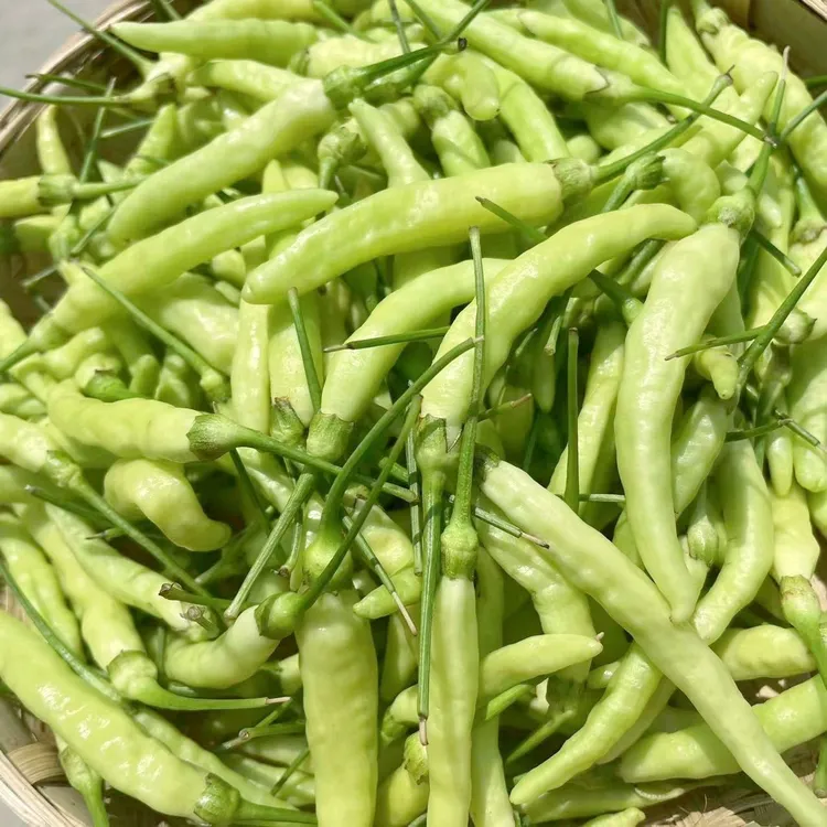 云南新鲜特辣野山椒白米辣可做凉拌泡椒炒菜用