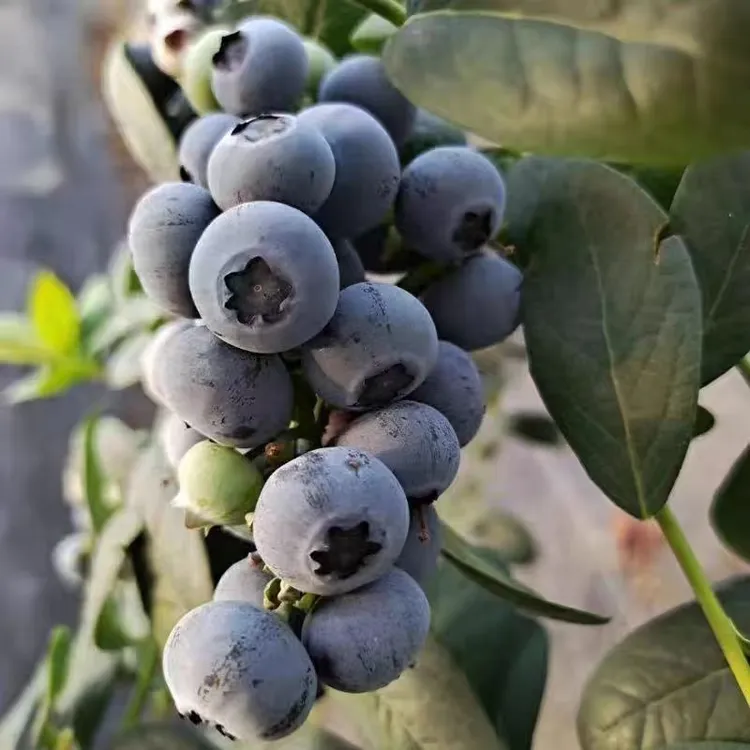 新鲜蓝莓鲜果大果18-22mm现摘孕妇宝宝辅食护眼蓝莓100g/盒*8盒