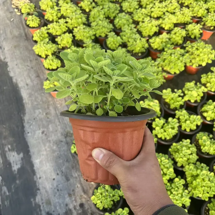 大颗碰碰香盆栽特大老桩一抹香浓香型室内外家庭阳台栽种驱蚊绿植