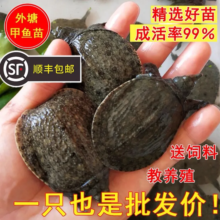 【2025年新5~15克中华甲鱼苗】外塘冷水鱼苗甲鱼养殖中华鳖水鱼苗
