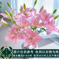 #亚百合 【小粉仙】鲜花优选 顺丰直发