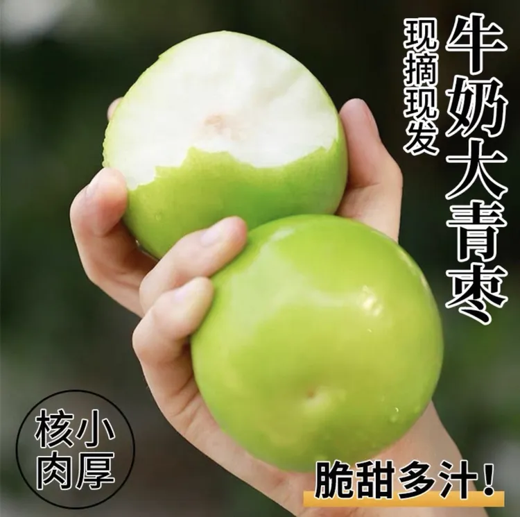 现摘【3】斤牛奶枣大青枣牛奶蜜枣新鲜苹果脆甜冬枣子包邮