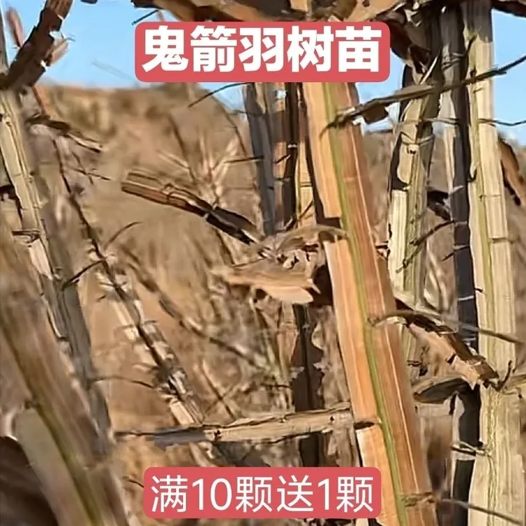 红叶鬼箭羽种苗植物/红果鬼箭羽种苗鬼箭羽小苗鬼箭羽树苗