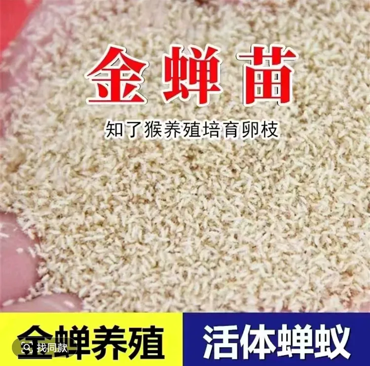 优质第三批头茬金蝉苗蝉蚁知了猴知了龟优质金蝉幼苗批发