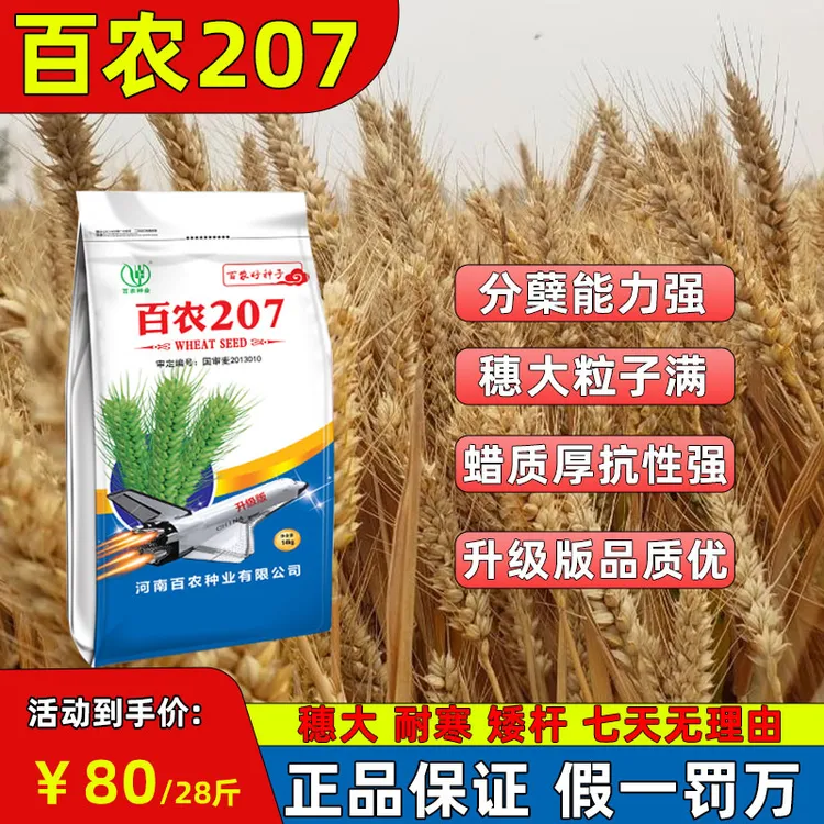 {百农207升级版}国审抗冻矮杆小麦种子耐高温矮杆大穗子小麦