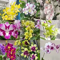 【秋石斛花后苗】（不带花不挑品种不售后）云南鲜花绿植