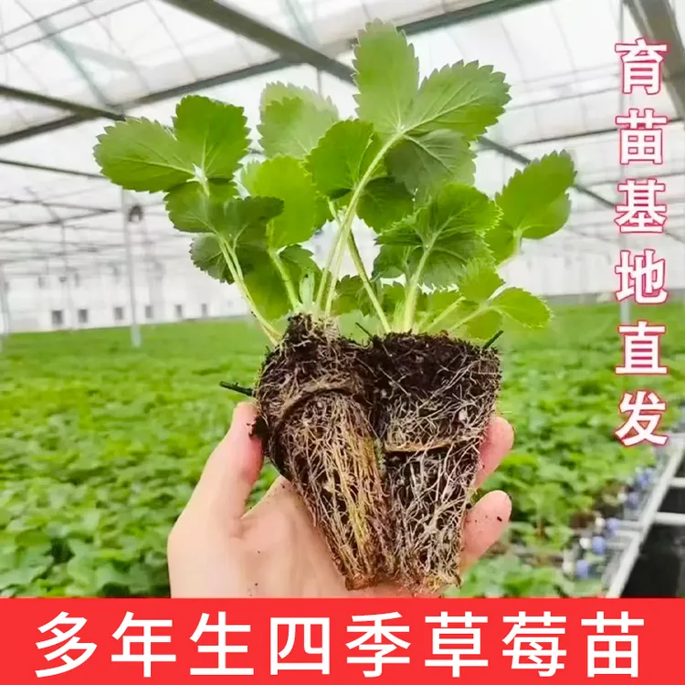 【四季草莓苗】带土家庭阳台盆栽小菜园室外种植秋冬季蔬菜苗秧