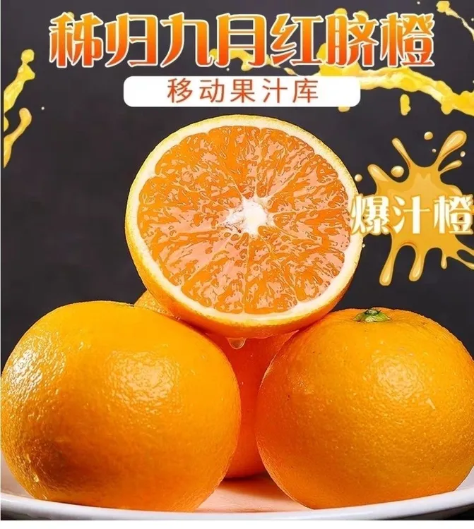 【京东包邮】湖北秭归九月红果冻橙现摘现发香甜多汁/坏果包赔
