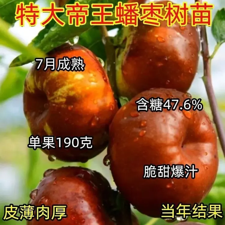 早熟蟠枣树苗种枣树苗嫁接特大耐寒盆栽地栽南北种植当年结果