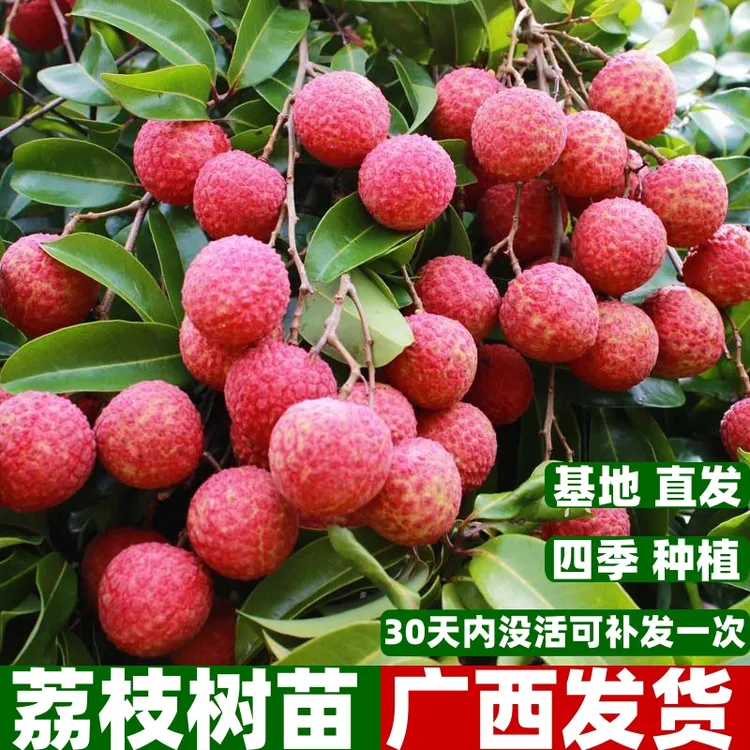 荔枝树苗妃子笑桂味无核荔枝苗嫁接果树苗带土带叶当年结果