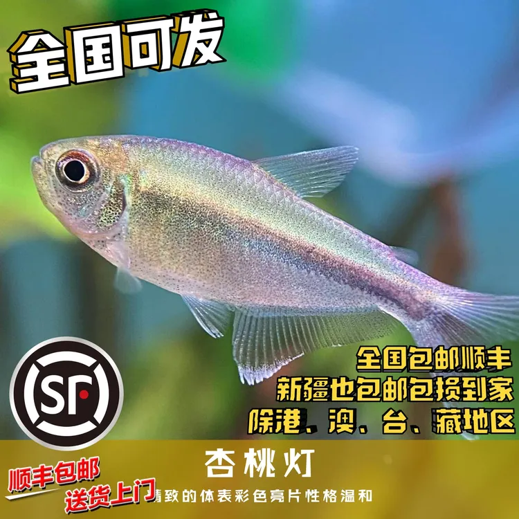 Boo小鱼 杏桃灯小型灯科鱼热带鱼南美鱼草缸淡水鱼