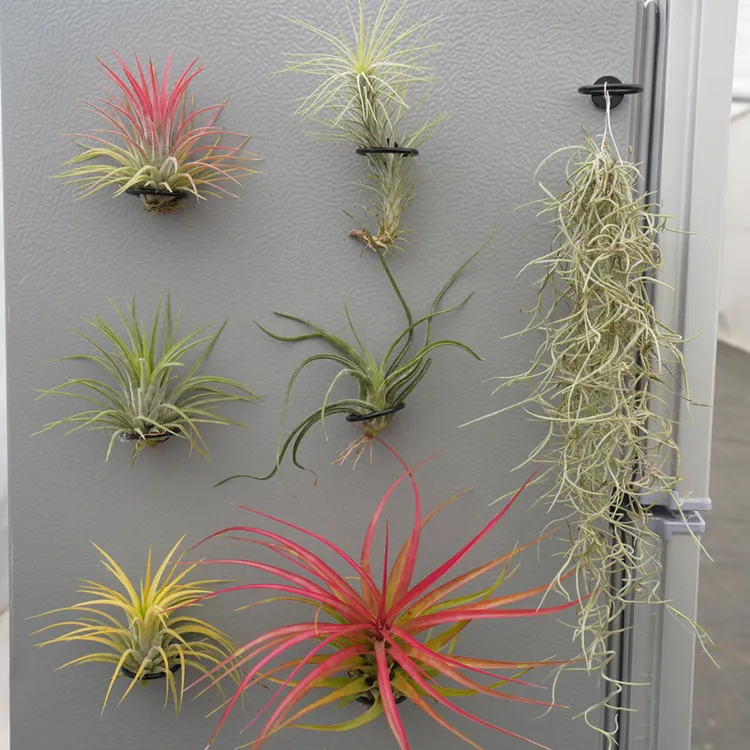空气凤梨磁吸冰箱贴悬挂绿植无土植物老人须植物上墙工位网红绿植