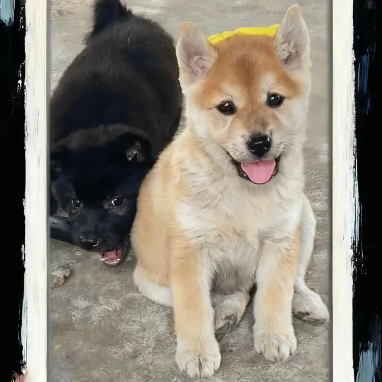 （中高品质）中华田园犬-虎斑-黄狗白面-土松-五红-五红