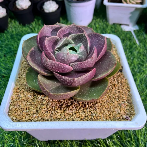 知语多肉一物一拍1号链接