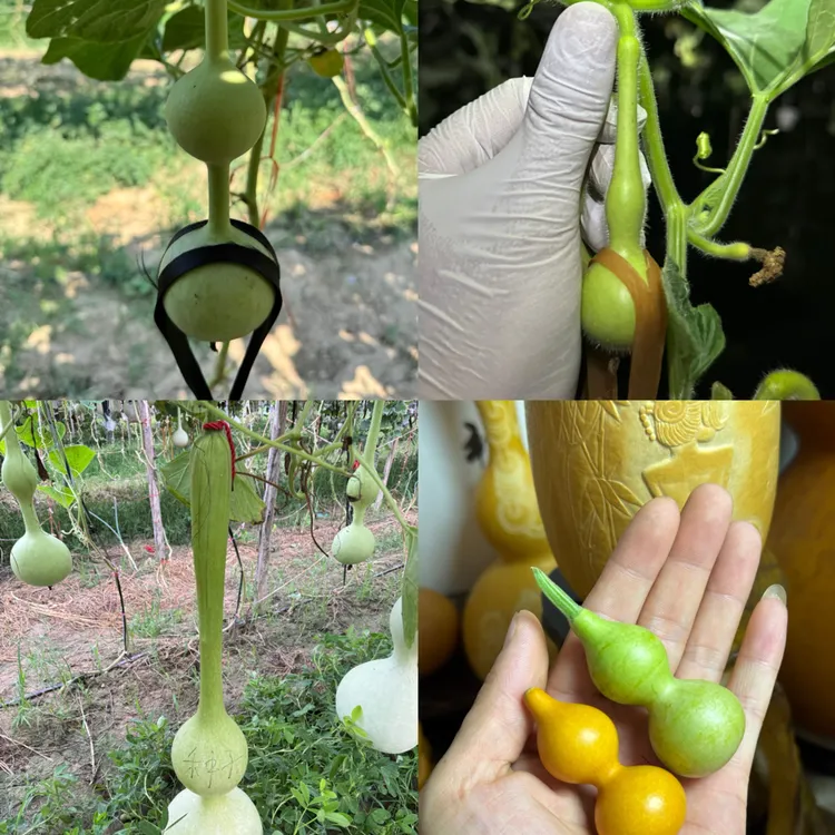 超稀有4种品种组合装，三庭2粒长嘴特大八宝2粒观音瓶2粒天津嘴2粒