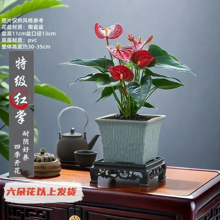 红掌水培盆栽花卉室内绿植净化空气四季开花
