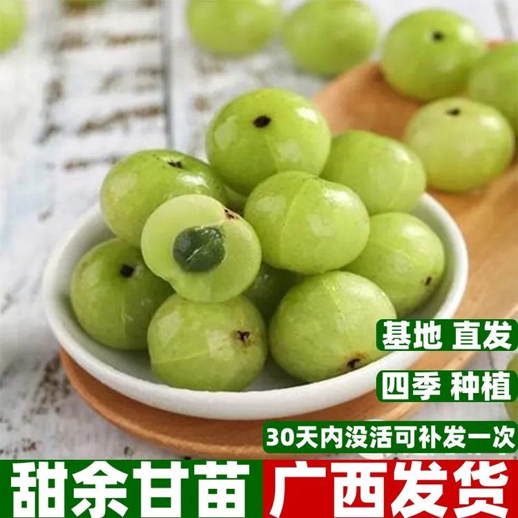 油甘果树苗大果甜余甘果苗两季开花嫁接高产油牛甘果树苗四季种植