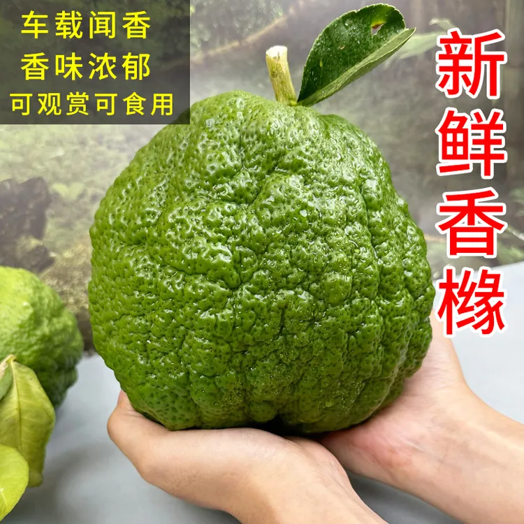 云南特色香橼果淡淡果香滇地高山新鲜香橼果闻香观赏摆件泡茶食用