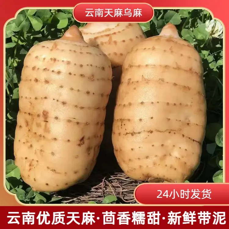 新鲜天麻云南昭通特产防野外种植原生态野天麻现挖现发炖鸡炖鸽子