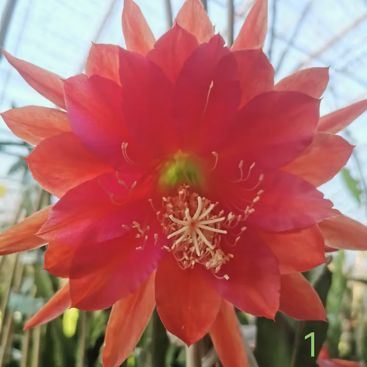 令箭荷花橙红色，三个叶子苗，地栽苗现挖