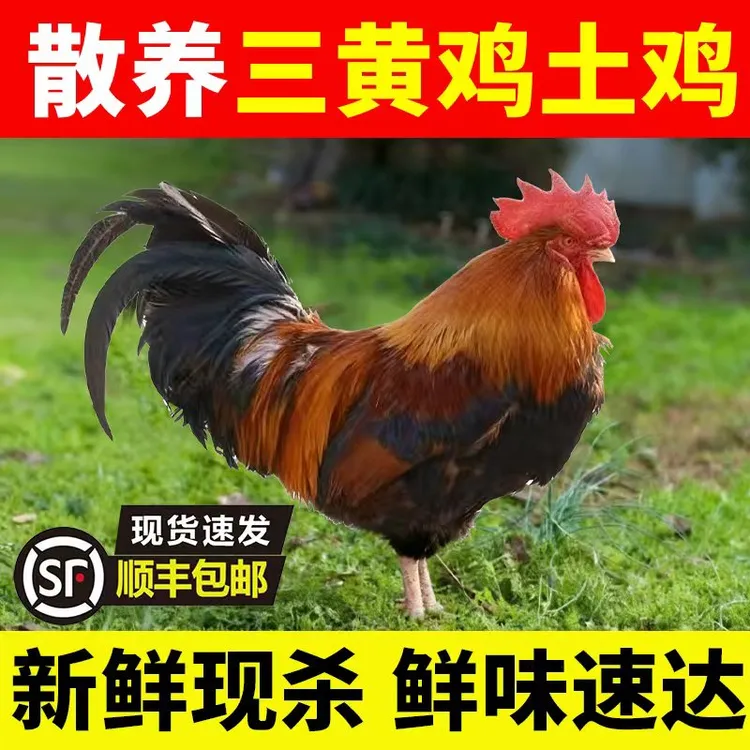【4斤散养土JI三黄JI】新鲜宰杀肉质紧实包冰率不含冰 包冰率不含冰