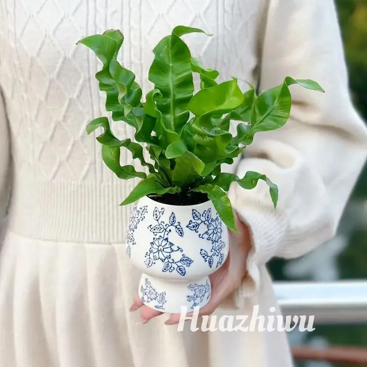 火焰鸟巢蕨绿植盆栽办公室工位四季盆栽室内好养高级感耐阴植物