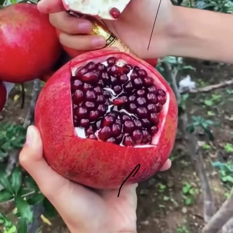 红宝石软籽石榴树苗盆栽地栽南北方种植